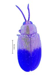   Callispa (Callispa)  habitus. 